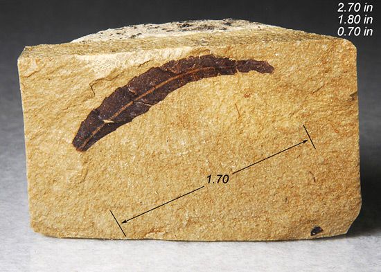 Fossil Leaf Hardwood Utah Fossils Minerals Crystals Rocks Fossilized 2