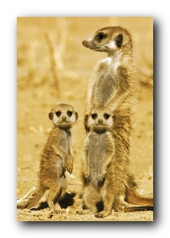 Meerkats Poster Animal Family Wildlife 33459