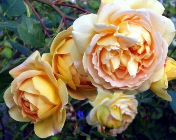 Englische Rose Golden Celebration ® Ausgold ®